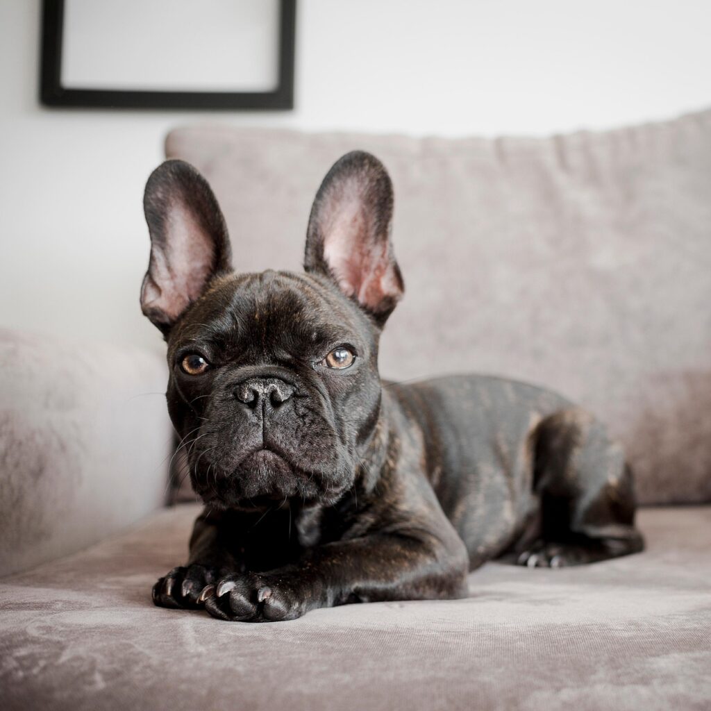 A Blue Merle French Bulldog lounging comfortably on a chair, displaying its calm expression.